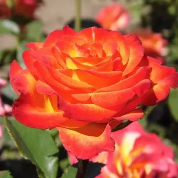 Саженец Роза "Циркус", туба, Весна 2025