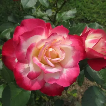 Саженец Роза "Дабл делайт", туба, Весна 2025