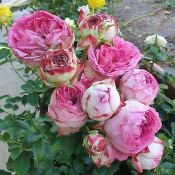 Саженец Роза Датч Мейджик, спрей-роза, Горшок 2 л., Лето 2024