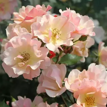 Саженец Роза "Джаз", туба, Весна 2025