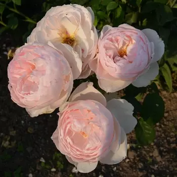 Саженец Роза "Джентл Гермионе", туба, Весна 2025