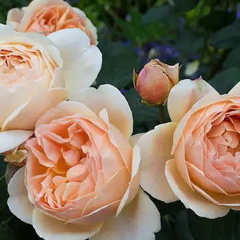 Саженец Роза "Джуд зе Обскур", туба, Весна 2025