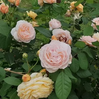 Саженец Роза "Джульетт", туба, Весна 2025