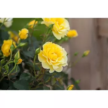 Саженец Роза Еллоу Субмарин (Шраб), 1 шт, Весна 2024