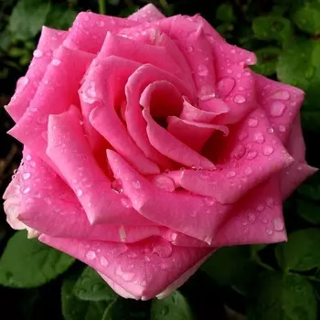 Саженец Роза "Европа", туба, Весна 2025