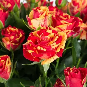 Саженец Роза "Файер флэш", туба, Весна 2025