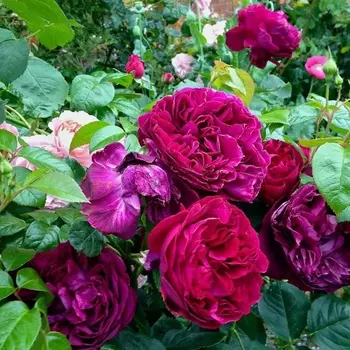 Саженец Роза "Фальстаф", туба, Весна 2025