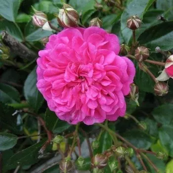 Саженец Роза "Фейри чангелинг", туба, Весна 2025