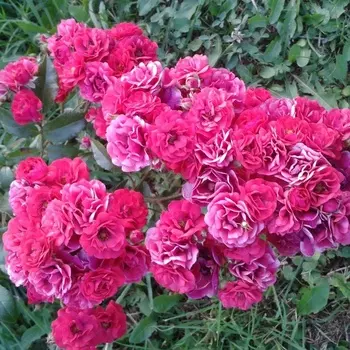 Саженец Роза "Фейри данс", туба, Весна 2025