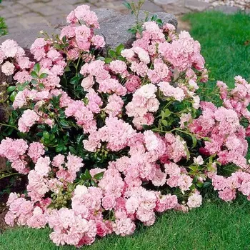 Саженец Роза "Фейри сонг", туба, Весна 2025