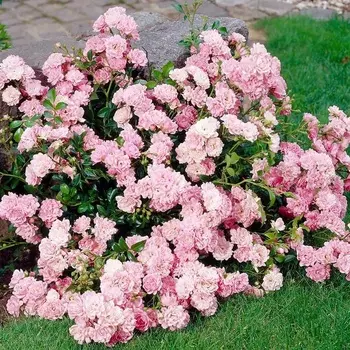 Саженец Роза "Фейри", туба, Весна 2025