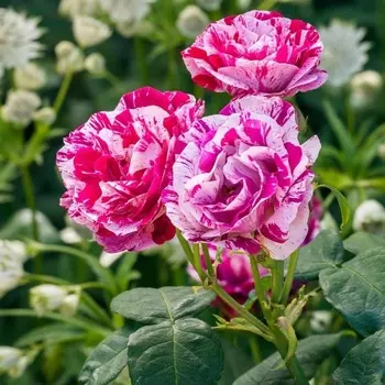 Саженец Роза "Фердинанд Пичард", туба, Весна 2025