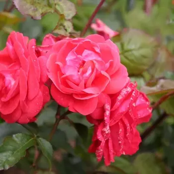 Саженец Роза "Фламенко", туба, Весна 2025