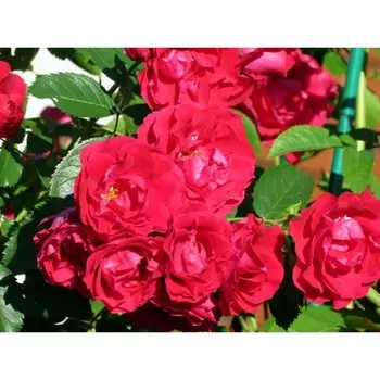 Саженец Роза Фламментанц (Плетистая), 1 шт, Весна 2024