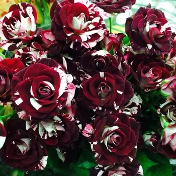 Саженец Роза "Флэш найт", туба, Весна 2025