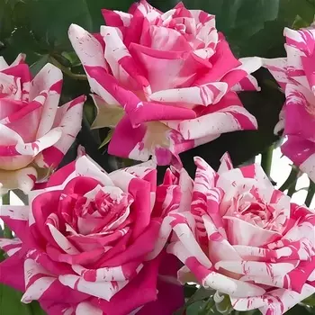 Саженец Роза "Флэшинг", туба, Весна 2025