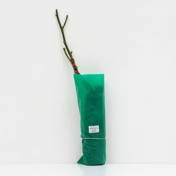 Саженец Роза Флорибунда "Домэн дэ Сэн Жан де Борегар" 1 шт, Весна 2024