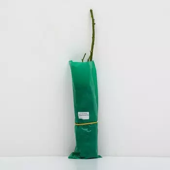 Саженец Роза Флорибунда "Помпонелла" 1 шт, Весна 2024