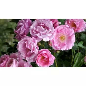 Саженец Роза Фрагецайхен (Плетистая), 1 шт, Весна 2024