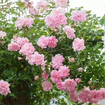 Саженец Роза "Франсуа Юренвиль", туба, Весна 2025