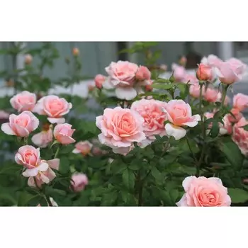 Саженец Роза Френсис Блейз (Шраб), 1 шт, Весна 2024