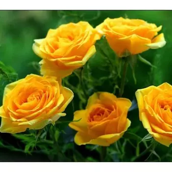 Саженец Роза Голд Глоу (Чайно-гибридная), 1 шт, Весна 2024