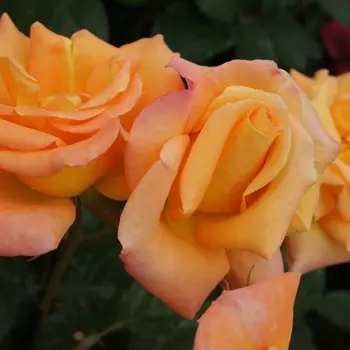 Саженец Роза "Голд раш", туба, Весна 2025