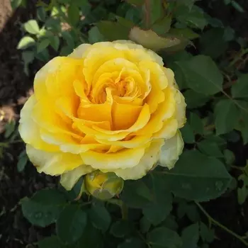 Саженец Роза "Голд сфинкс", туба, Весна 2025