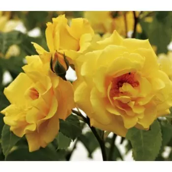 Саженец Роза Голден Гейт (Плетистая), 1 шт, Весна 2024