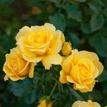 Саженец Роза Голден Лидер (Чайно-гибридная), 1 шт, Весна 2024