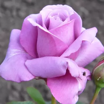 Саженец Роза "Голубой Нил", туба, Весна 2025