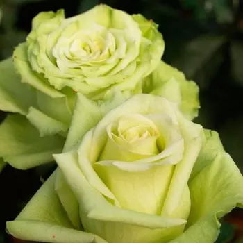 Саженец Роза "Грин фэшн", туба, Весна 2025