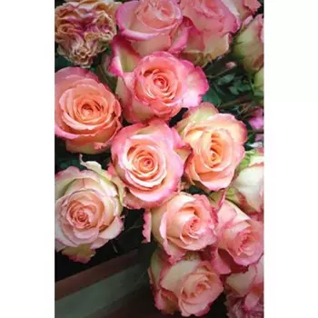 Саженец Роза Губная помада (Чайно-гибридная), 1 шт, Весна 2024