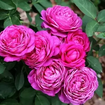 Саженец Роза "Хайди Клум", туба, Весна 2025