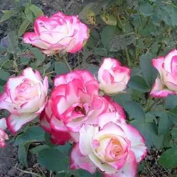 Саженец Роза "Хайлендер", туба, Весна 2025