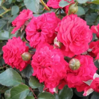 Саженец Роза Хеллоу (Почвопокровная), 1 шт, Весна 2024