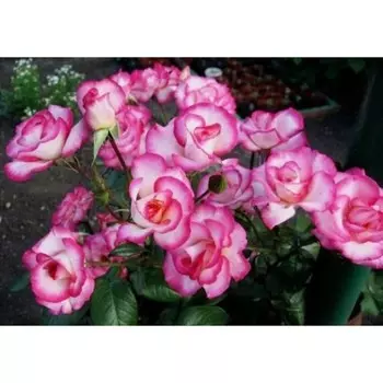 Саженец Роза Хендель (Плетистая), 1 шт, Весна 2024