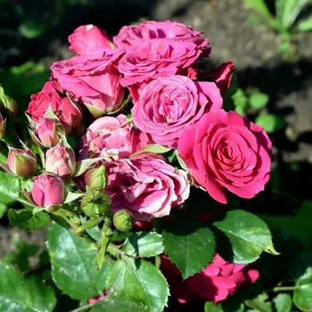 Саженец Роза "Хихо", туба, Весна 2025