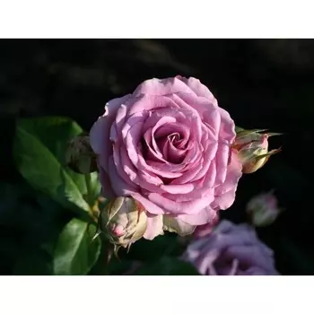 Саженец Роза Холодная вода (Чайно-гибридная), 1 шт, Весна 2024