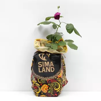 Саженец Роза Хот Рок, чайно-гибридная, Горшок 2 л., Лето 2024