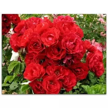 Саженец Роза Хоуп фо Хьюмэнити (Канадская/Парковая), 1 шт, Весна 2024