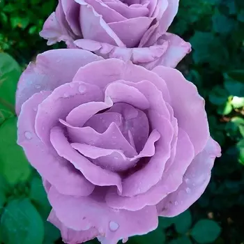 Саженец Роза "Индиголетта", туба, Весна 2025