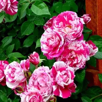 Саженец Роза "Инес Састр", туба, Весна 2025