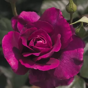 Саженец Роза "Интрига", туба, Весна 2025