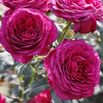 Саженец Роза "Иоганн Вольфганг фон Гете", туба, Весна 2025