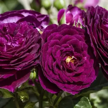 Саженец Роза "Эбб Тайд", туба, Весна 2025