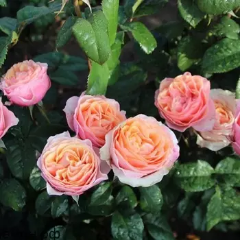 Саженец Роза "Эдит", туба, Весна 2025