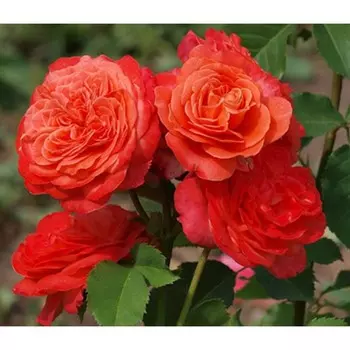 Саженец Роза Эмильен Гийо (Парковая), 1 шт, Весна 2024