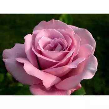 Саженец Роза Эминенц (Чайно-гибридная), 1 шт, Весна 2024