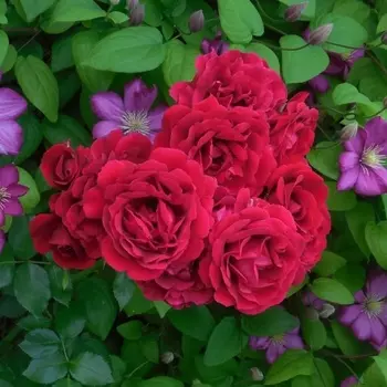 Саженец Роза "Эротик рококо", туба, Весна 2025